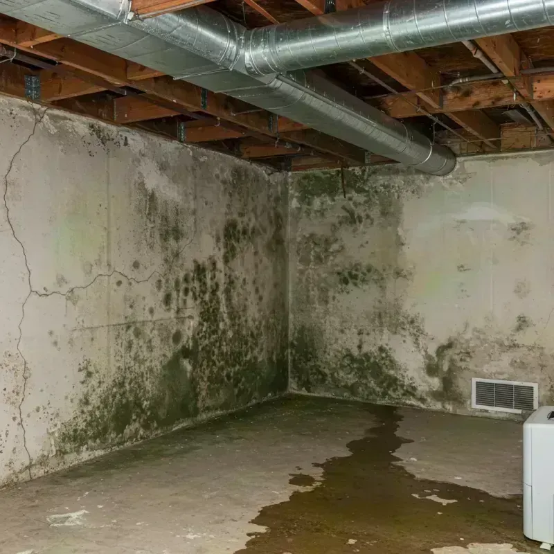 Professional Mold Removal in Fairfield County, OH